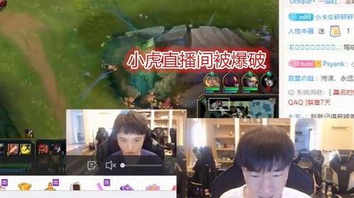 爆料小虎退役视频大全下载,视频大全下载背后的感人瞬间